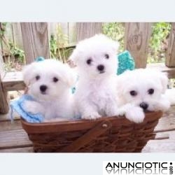 Bien entrenados malt&eacute;s cachorros para su adopci&oacute;n. 