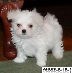 Adicional con Encanto masculino y femenino malt&eacute;s cachorro 