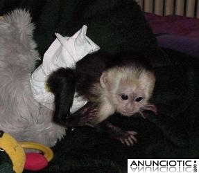 Mono capuchino de beb&eacute; para adopci&oacute;n