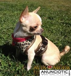 arneses para perros, arneses para perros peque&Atilde;&plusmn;os