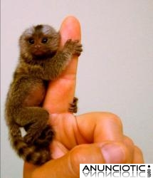Monos tit&iacute; beb&eacute; en adopci&oacute;n.