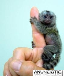 Monos tit&iacute; beb&eacute; en adopci&oacute;n.