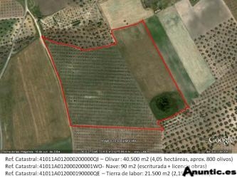 6,25 HECT&Aacute;REAS: OLIVAR + LABOR CON NAVE DE 90 M2