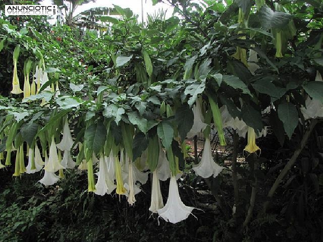 Ahora tambi&eacute;n tenemos boruganda (SCOPALEMINE) en stock m&aacute;s el kush