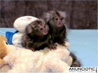 Monos tit&iacute; macho y hembra magn&iacute;fica para nuevo hogar 