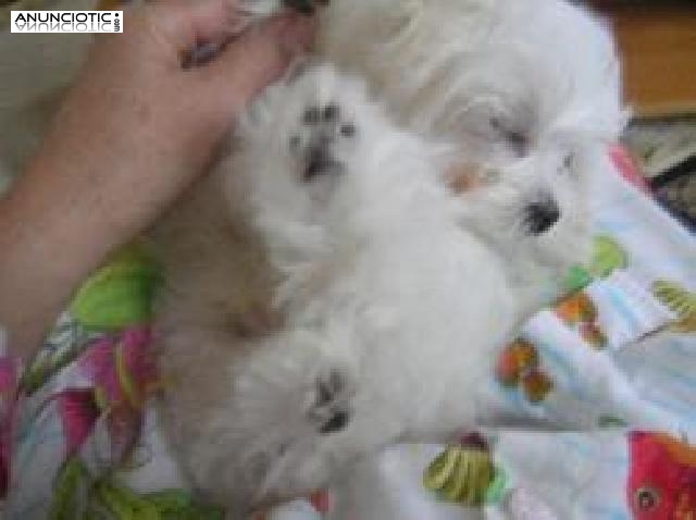 Bichones Malteses, cachorritos con Garant&iacute;as 