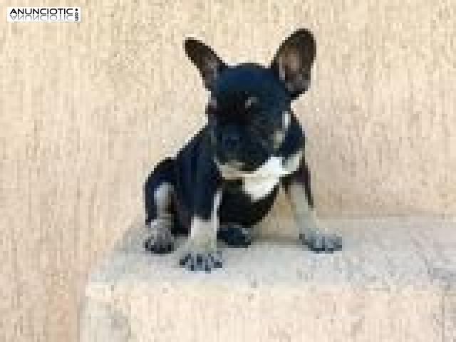 Preciosos cachorros de bulldog franc&eacute;s para adopci&oacute;n      