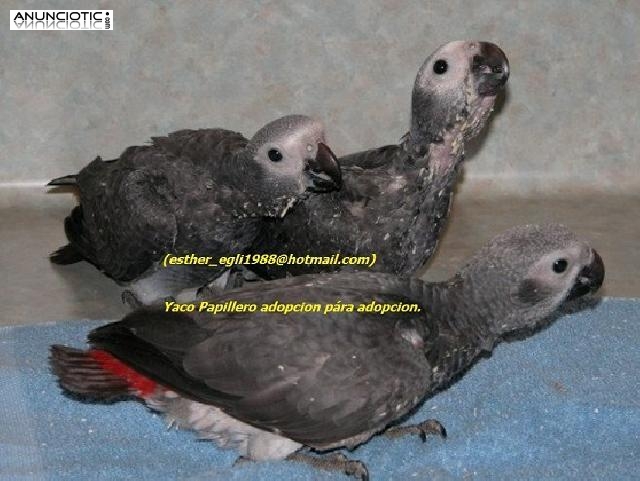 Tres loro gris africano para la adopci&oacute;n (Yaco cola De Roja)