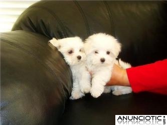REGALO Bichon Malt&eacute;s cachorros disponibles leonado vacunados,  REGALO