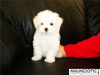 REGALO Bichon Malt&eacute;s cachorros disponibles leonado vacunados,  REGALO