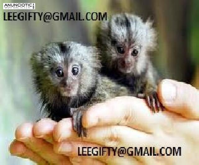 Dedo monos tit&iacute; beb&eacute; para adopci&oacute;n