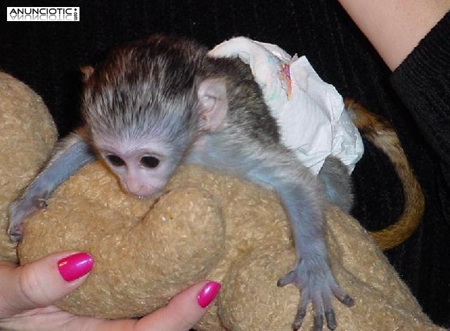 Monos Capuchinos en venta o adopci&oacute;n