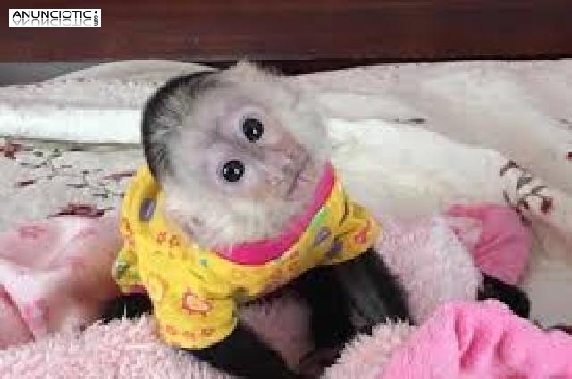 ,Preciosos monos capuchinos beb&eacute; a la venta,