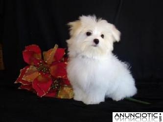 REGALO AUT&Eacute;NTICOS MALTES TOY