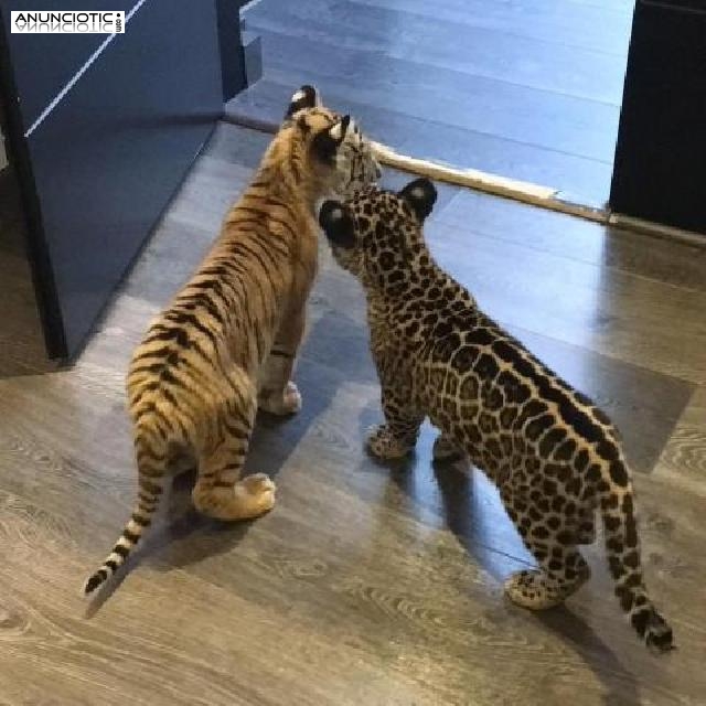 Venta de gatitos ex&oacute;ticos.