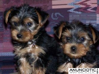 Dos Cachorros yorkie monos y cari&ntilde;osos Disponibles para adopci&oacute;n