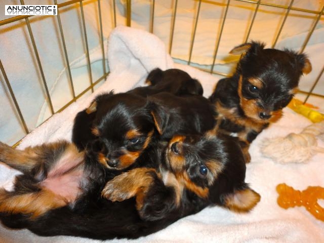 Taza de t&eacute; yorkie cachorros disponibles Yorkie Princess.\ 