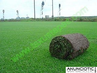 Tepecenter. C&eacute;sped en tepes y rollos de sedum en mantas o tepes