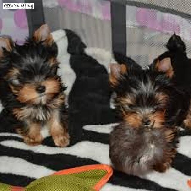 ! Taza de t&eacute; yorkie cachorros disponibles Yorkie Princess.