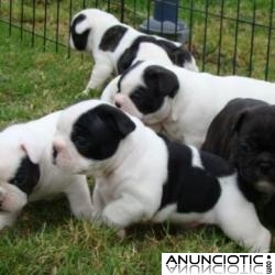 Presiosa camada de  Cachorros Bulldog Frances en Adopcion