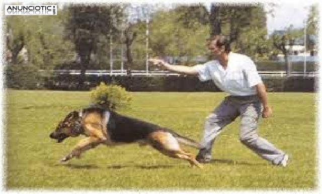 CURSO PELUQUERIA Y EDUCACION PERROS con pr&aacute;ctica,matr&iacute;cula GRATIS