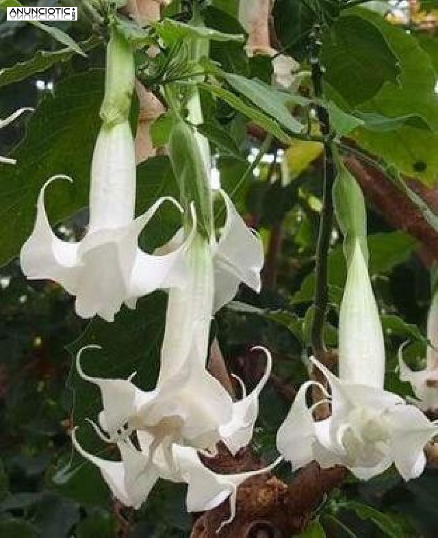 MDMA,coca&iacute;na,Hero&iacute;na, Adderall,LSD, ketamina