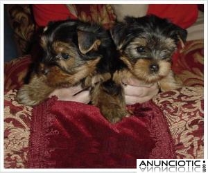 Magn&iacute;fica camada de yorkshire Terrier mini de pura raza