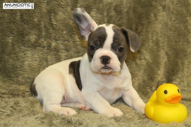  Regalo Excelente camada de bulldog franc&eacute;s,