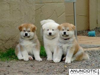 HERMOSOS CACHORROS AKITA-INU DE ADOPCI&Oacute;N