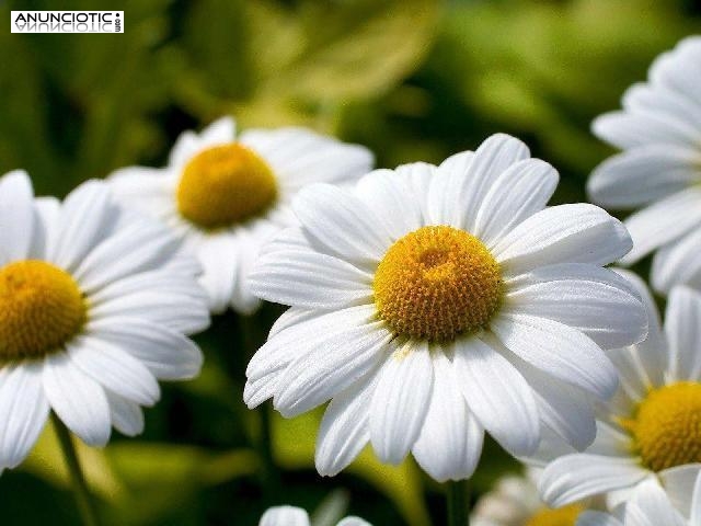 Cuando todo te va mal , la mejor vidente tarotista ayuda casi gratis ������