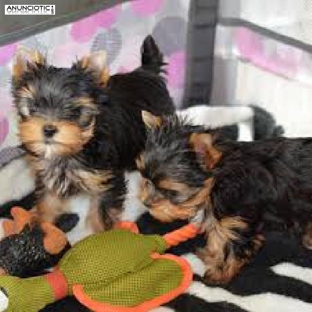 Taza de t&eacute; yorkie cachorros disponibles Yorkie Princess.., 
