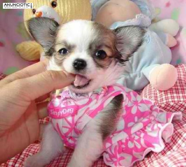 Registrados Chihuahua cachorros  con pedigr&iacute;es