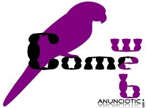 Dise&ntilde;o web econ&oacute;mico