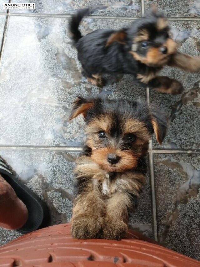!!!! Taza de t&eacute; yorkie cachorros disponibles Yorkie Princess