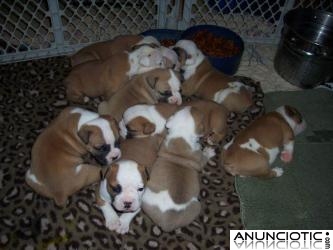 100% de pura raza Bulldog Ingl&eacute;s cachorros con pedigr&iacute;,Cachorros