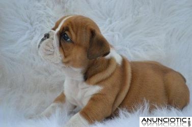 Cachorros de bulldog ingl&eacute;s para su adopci&oacute;n
