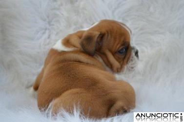 Cachorros de bulldog inglés para su adopción
