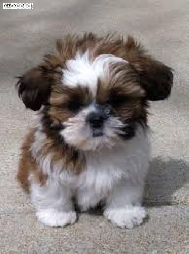 Hermoso Imperial Shih Tzu cachorros para la adopci&oacute;n