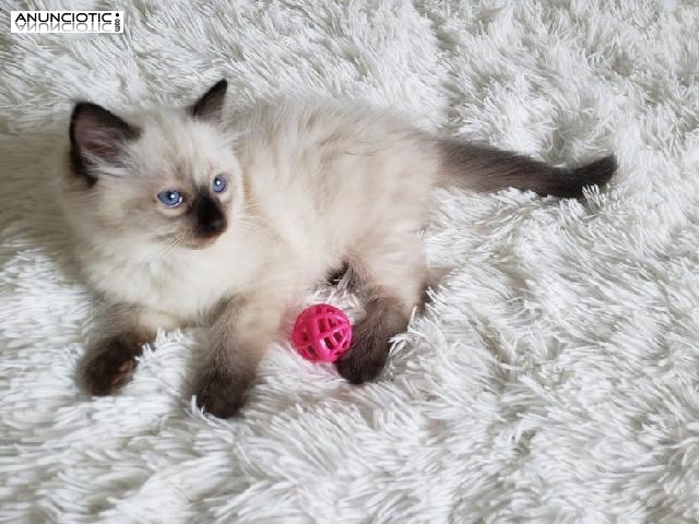 Hermoso gatito de pelo corto ingl&eacute;s masculino y femenino