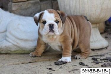CACHORROS DE BULLDOG INGL&Eacute;S.
