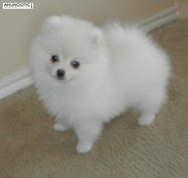 Haz que tu compa&ntilde;ero pase por la cuarentena. WhatsApp ::: +1 (440) 895-7979