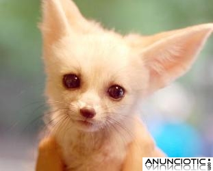 bien capacitado y muy saludable fennec rom&aacute;ntico zorros macho y hembra para la venta, cont