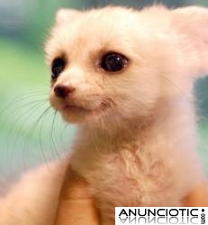 dispuesta a mostrarme .contact amor y cuidado para obtener m&aacute;s detalles a trav&eacute;s de (mpluv